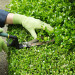 gartenschere